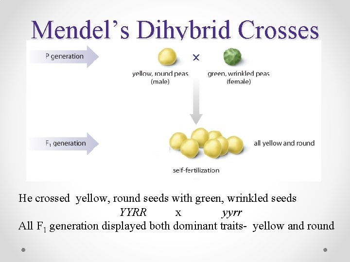 Mendel’s Dihybrid Crosses He crossed yellow, round seeds with green, wrinkled seeds YYRR x