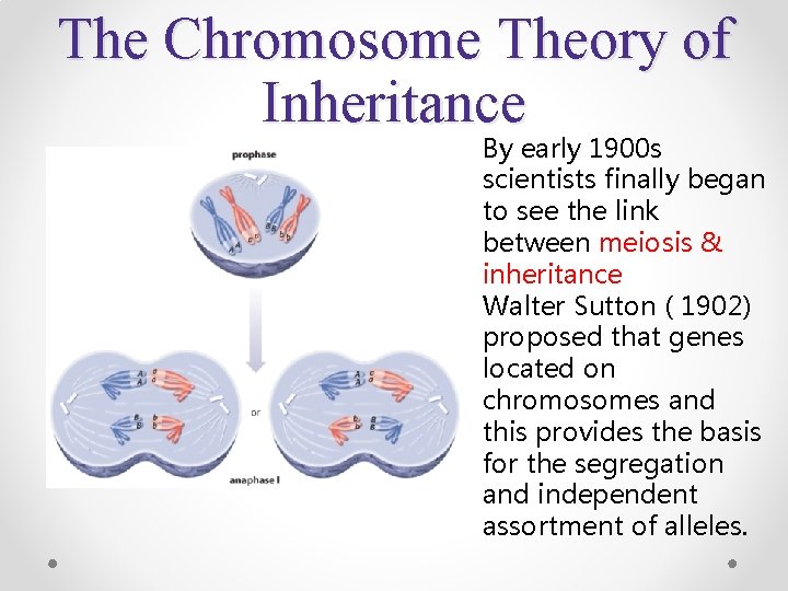 The Chromosome Theory of Inheritance By early 1900 s scientists finally began to see