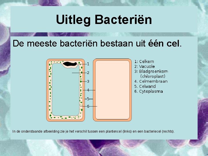 Uitleg Bacteriën De meeste bacteriën bestaan uit één cel. In de onderstaande afbeelding zie