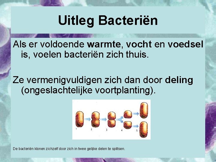 Uitleg Bacteriën Als er voldoende warmte, vocht en voedsel is, voelen bacteriën zich thuis.