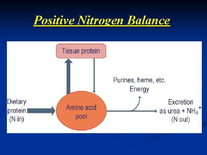 Positive Nitrogen Balance 