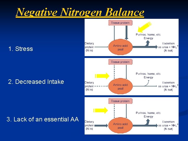 Negative Nitrogen Balance 1. Stress 2. Decreased Intake 3. Lack of an essential AA