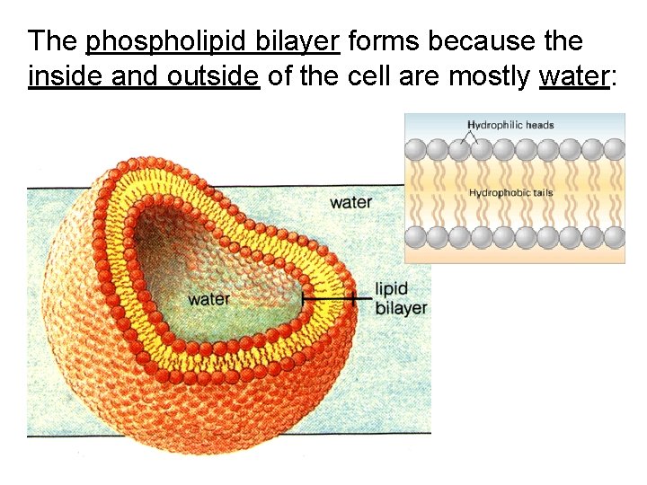 The phospholipid bilayer forms because the inside and outside of the cell are mostly The phospholipid bilayer forms because the inside and outside of the cell are mostly