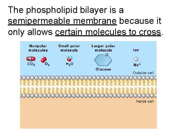 The phospholipid bilayer is a semipermeable membrane because it only allows certain molecules to The phospholipid bilayer is a semipermeable membrane because it only allows certain molecules to