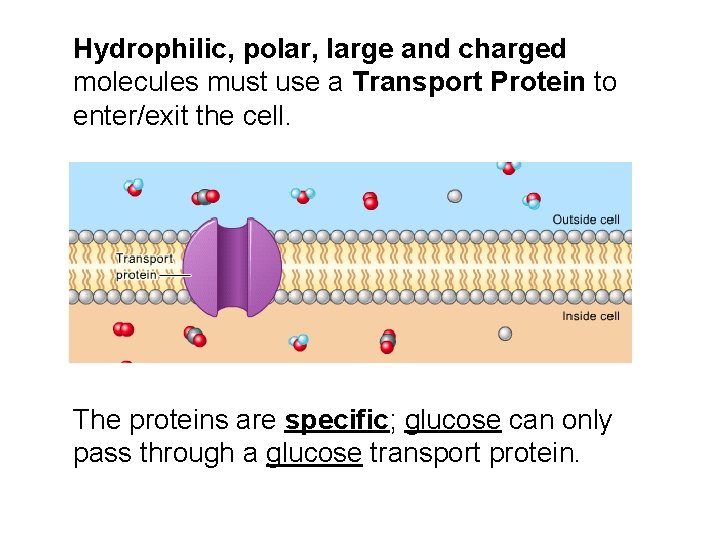 Hydrophilic, polar, large and charged molecules must use a Transport Protein to enter/exit the Hydrophilic, polar, large and charged molecules must use a Transport Protein to enter/exit the