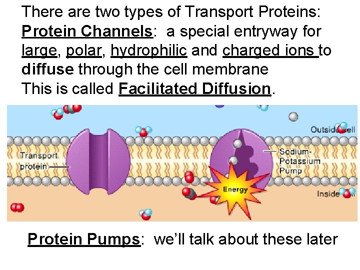 There are two types of Transport Proteins: Protein Channels: a special entryway for large, There are two types of Transport Proteins: Protein Channels: a special entryway for large,