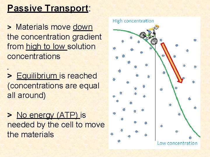 Passive Transport: > Materials move down the concentration gradient from high to low solution Passive Transport: > Materials move down the concentration gradient from high to low solution