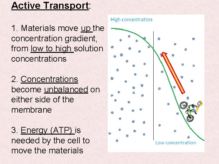 Active Transport: 1. Materials move up the concentration gradient, from low to high solution Active Transport: 1. Materials move up the concentration gradient, from low to high solution