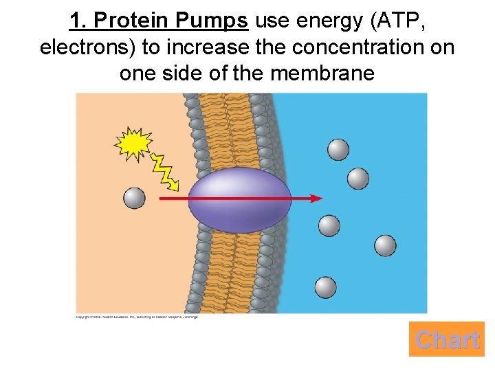 1. Protein Pumps use energy (ATP, electrons) to increase the concentration on one side 1. Protein Pumps use energy (ATP, electrons) to increase the concentration on one side