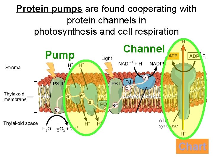 Protein pumps are found cooperating with protein channels in photosynthesis and cell respiration Pump Protein pumps are found cooperating with protein channels in photosynthesis and cell respiration Pump