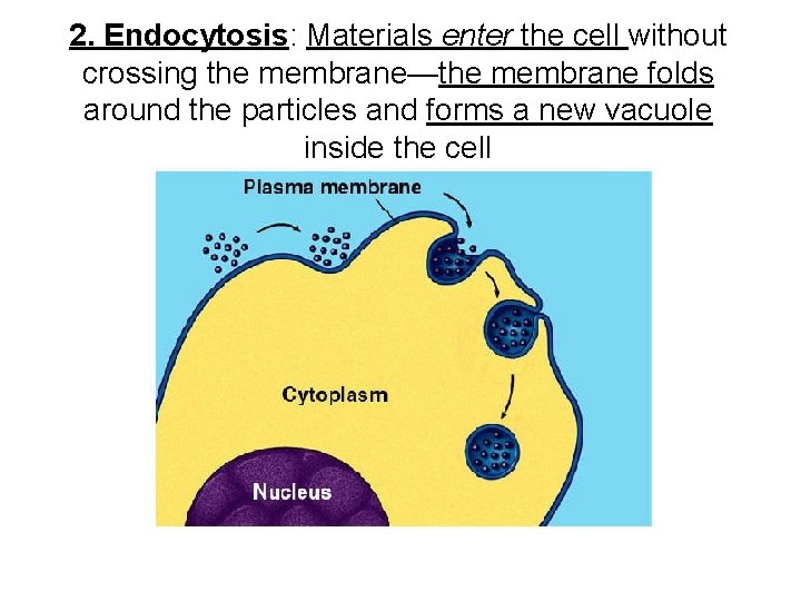 2. Endocytosis: Materials enter the cell without crossing the membrane—the membrane folds around the 2. Endocytosis: Materials enter the cell without crossing the membrane—the membrane folds around the