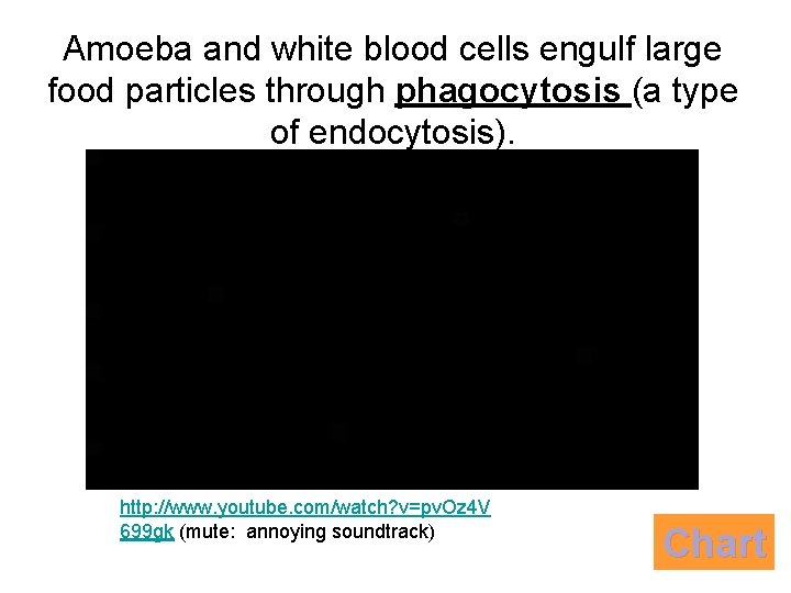 Amoeba and white blood cells engulf large food particles through phagocytosis (a type of Amoeba and white blood cells engulf large food particles through phagocytosis (a type of