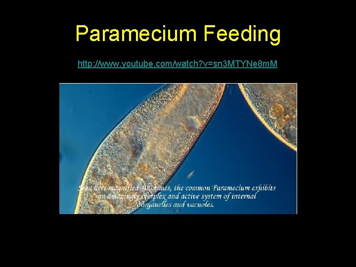 Paramecium Feeding http: //www. youtube. com/watch? v=sn 3 MTYNe 8 m. M Paramecium Feeding http: //www. youtube. com/watch? v=sn 3 MTYNe 8 m. M