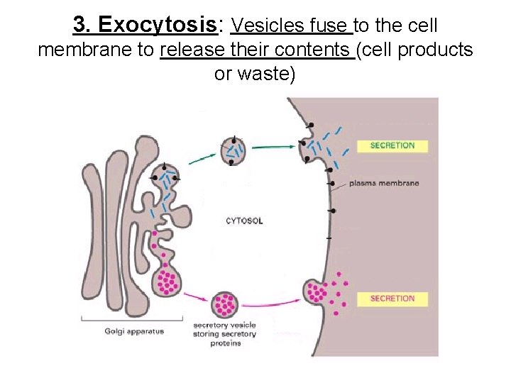 3. Exocytosis: Vesicles fuse to the cell membrane to release their contents (cell products 3. Exocytosis: Vesicles fuse to the cell membrane to release their contents (cell products