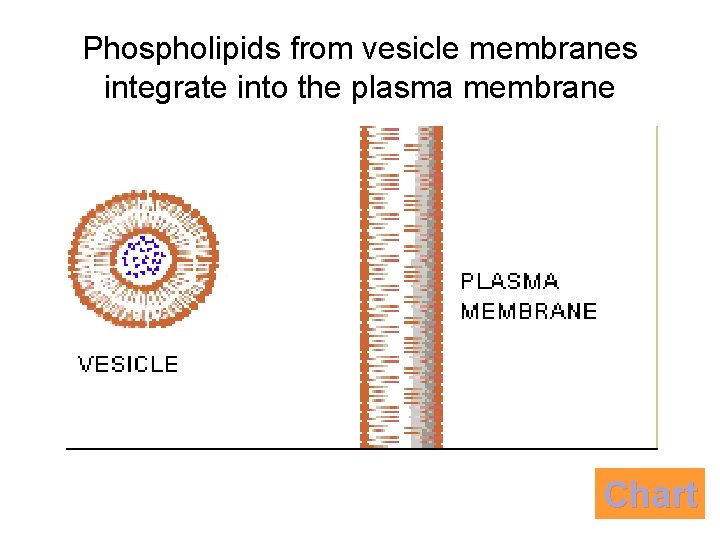 Phospholipids from vesicle membranes integrate into the plasma membrane Chart Phospholipids from vesicle membranes integrate into the plasma membrane Chart