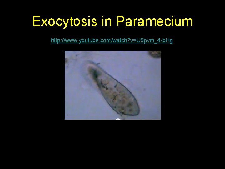 Exocytosis in Paramecium http: //www. youtube. com/watch? v=U 9 pvm_4 -b. Hg Exocytosis in Paramecium http: //www. youtube. com/watch? v=U 9 pvm_4 -b. Hg