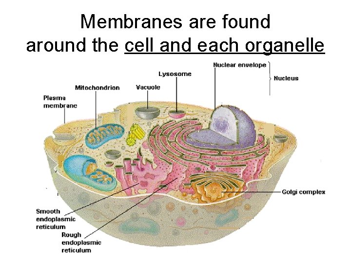 Membranes are found around the cell and each organelle Membranes are found around the cell and each organelle