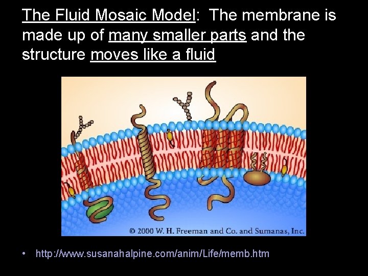 The Fluid Mosaic Model: The membrane is made up of many smaller parts and The Fluid Mosaic Model: The membrane is made up of many smaller parts and
