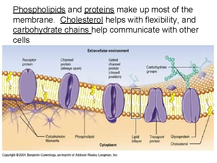Phospholipids and proteins make up most of the membrane. Cholesterol helps with flexibility, and Phospholipids and proteins make up most of the membrane. Cholesterol helps with flexibility, and