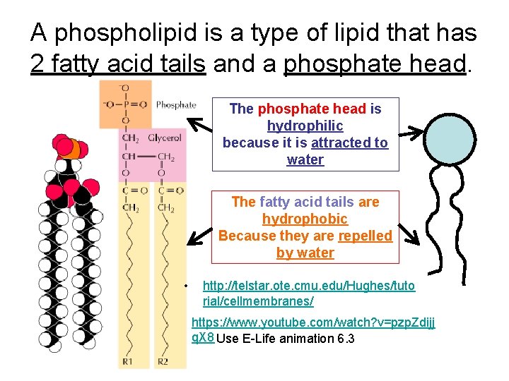 A phospholipid is a type of lipid that has 2 fatty acid tails and A phospholipid is a type of lipid that has 2 fatty acid tails and