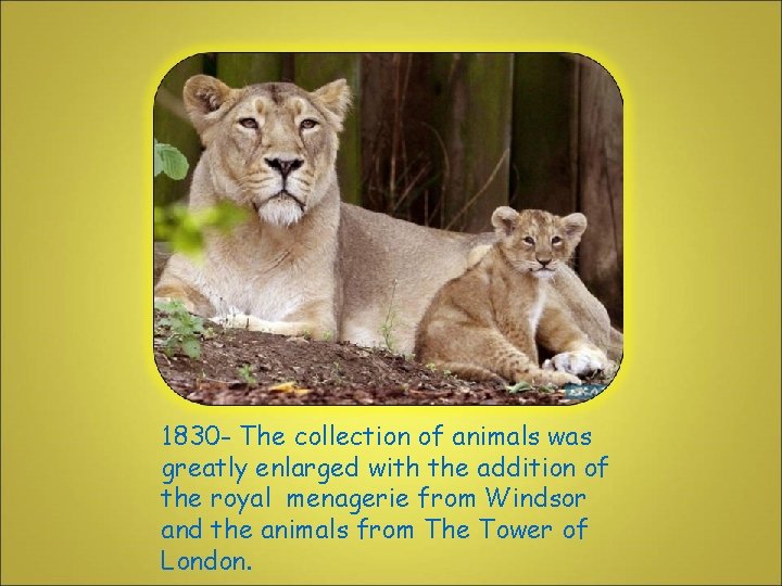 1830 - The collection of animals was greatly enlarged with the addition of the