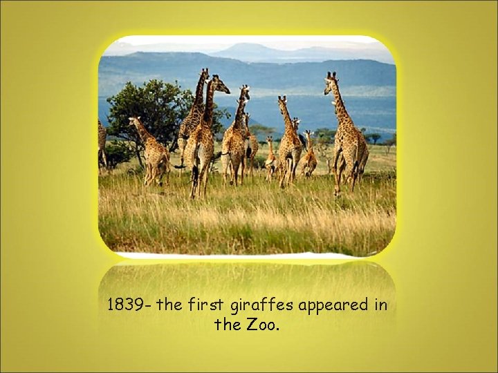 1839 - the first giraffes appeared in the Zoo. 