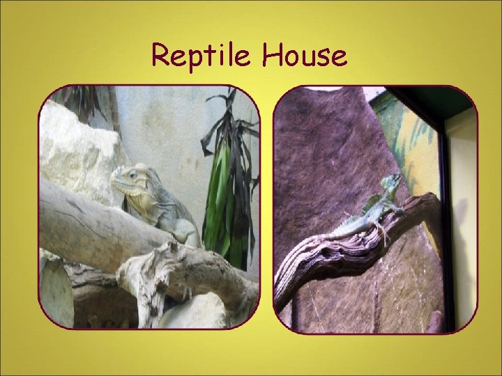 Reptile House 