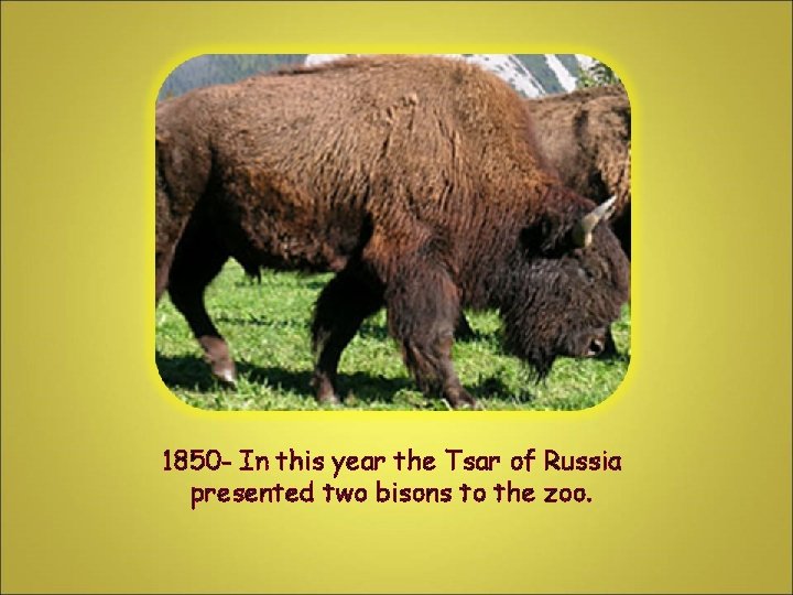 1850 - In this year the Tsar of Russia presented two bisons to the