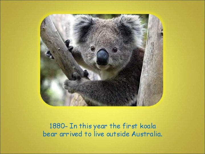 1880 - In this year the first koala bear arrived to live outside Australia.
