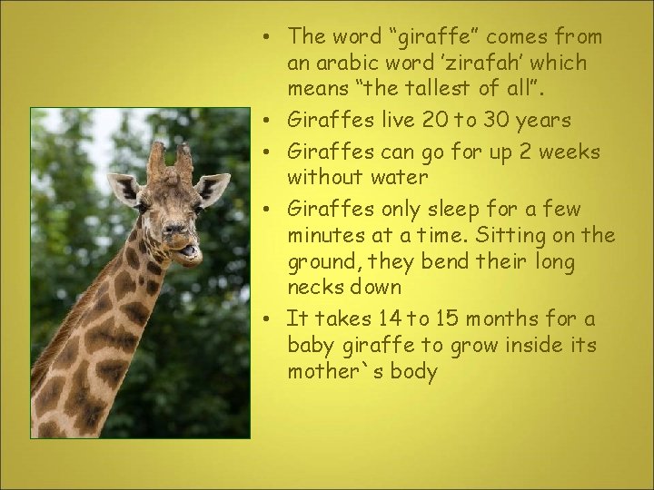  • The word “giraffe” comes from an arabic word ’zirafah’ which means “the