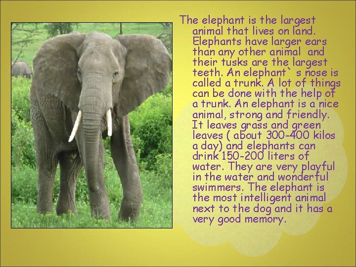 The elephant is the largest animal that lives on land. Elephants have larger ears