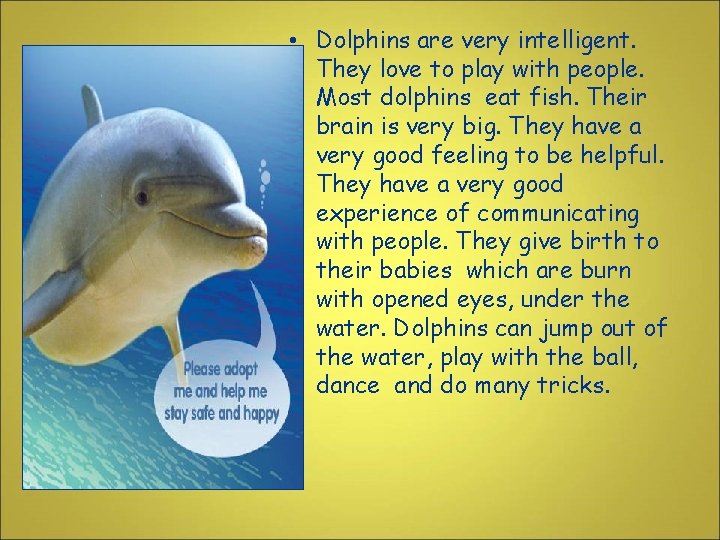  • Dolphins are very intelligent. They love to play with people. Most dolphins