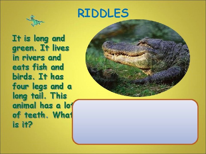 RIDDLES It is long and green. It lives in rivers and eats fish and
