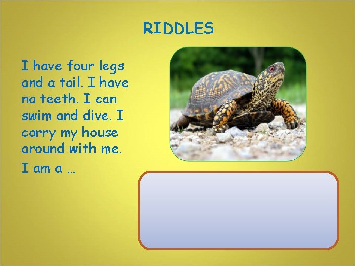 RIDDLES I have four legs and a tail. I have no teeth. I can