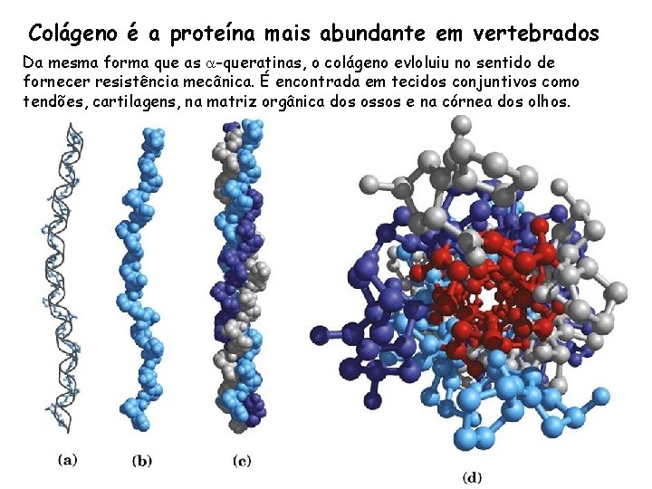 Colágeno é a proteína mais abundante em vertebrados Da mesma forma que as a-queratinas,