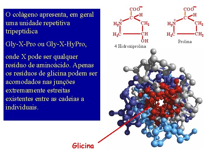 O colágeno apresenta, em geral uma unidade repetitiva tripeptídica Gly-X-Pro ou Gly-X-Hy. Pro, onde
