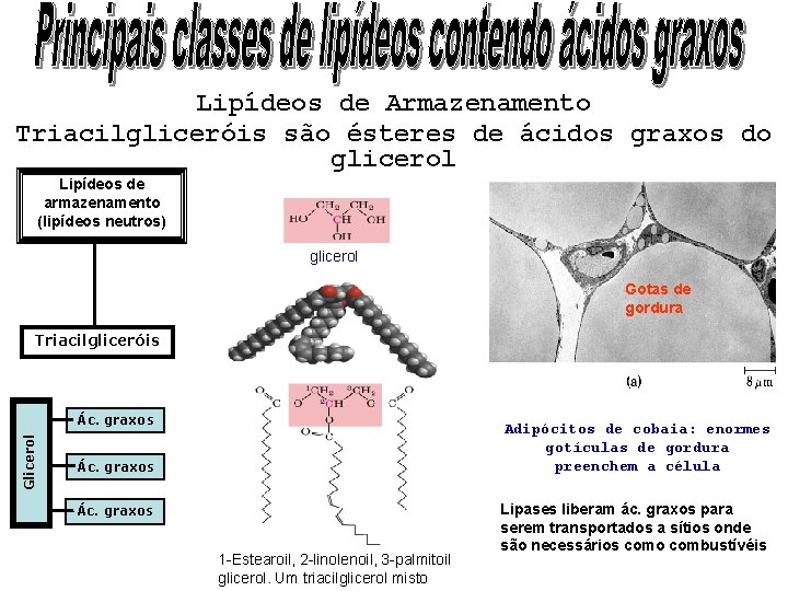 Lipídeos de Armazenamento Triacilgliceróis são ésteres de ácidos graxos do glicerol Lipídeos de armazenamento