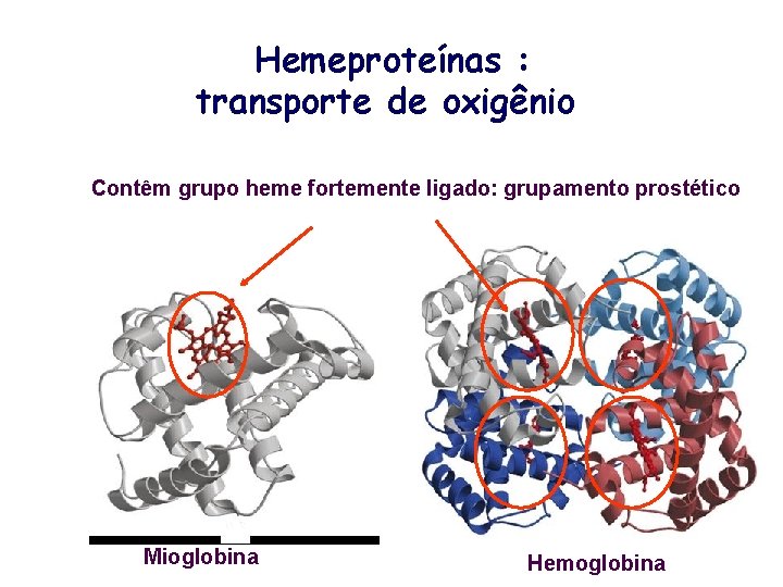 Hemeproteínas : transporte de oxigênio Contêm grupo heme fortemente ligado: grupamento prostético Mioglobina Hemoglobina