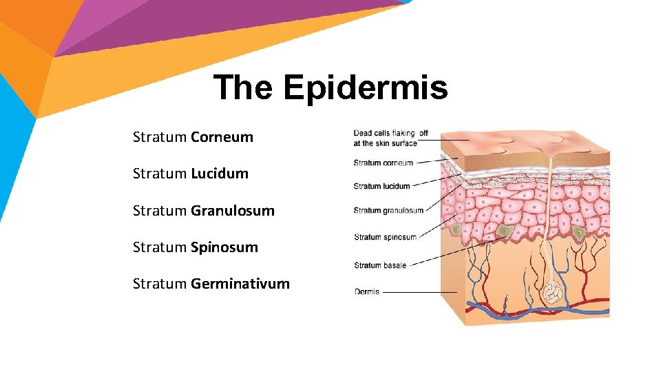 The Epidermis Stratum Corneum Stratum Lucidum Stratum Granulosum Stratum Spinosum Stratum Germinativum 