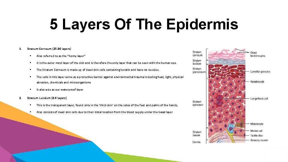 5 Layers Of The Epidermis 1. Stratum Corneum (25 -30 layers) • Also referred