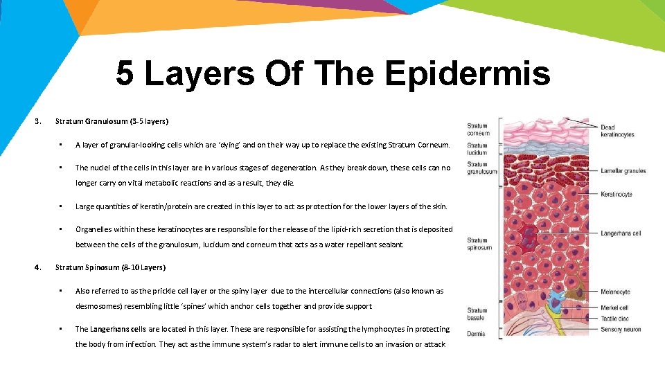 5 Layers Of The Epidermis 3. Stratum Granulosum (3 -5 layers) • A layer