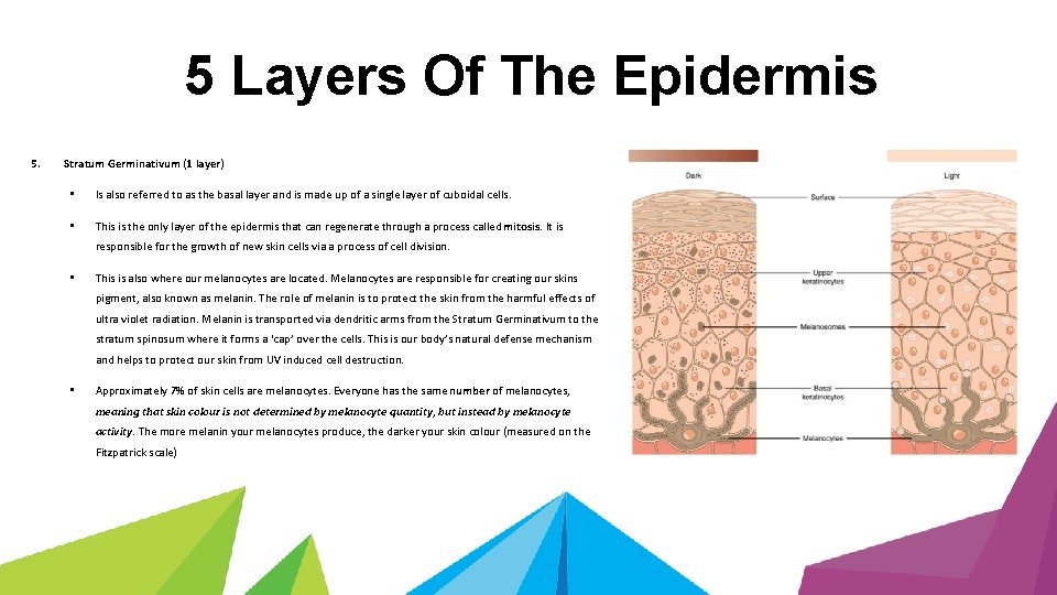 5 Layers Of The Epidermis 5. Stratum Germinativum (1 layer) • Is also referred
