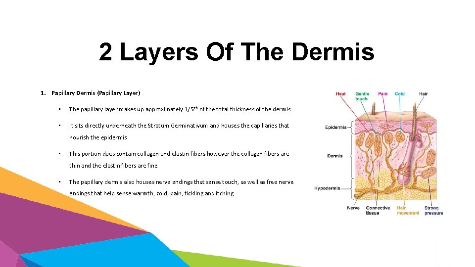 2 Layers Of The Dermis 1. Papillary Dermis (Papillary Layer) • The papillary layer