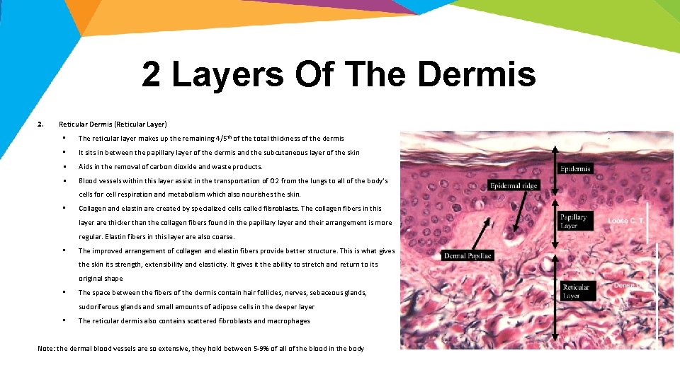 2 Layers Of The Dermis 2. Reticular Dermis (Reticular Layer) • The reticular layer