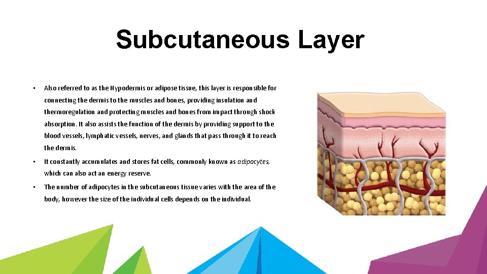 Subcutaneous Layer • Also referred to as the Hypodermis or adipose tissue, this layer