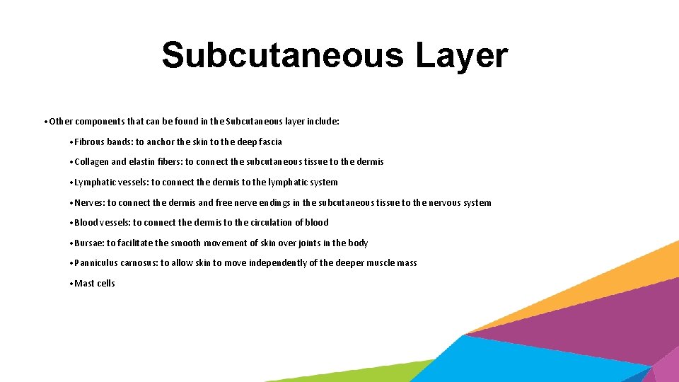 Subcutaneous Layer • Other components that can be found in the Subcutaneous layer include: