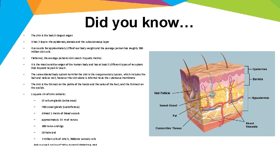 Did you know… • The skin is the body’s largest organ • It has