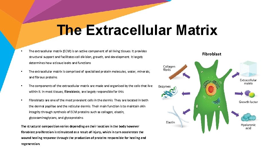 The Extracellular Matrix • The extracellular matrix (ECM) is an active component of all