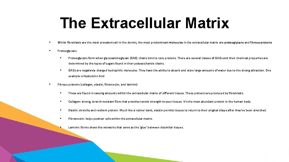 The Extracellular Matrix • Whilst fibroblasts are the most prevalent cell in the dermis,
