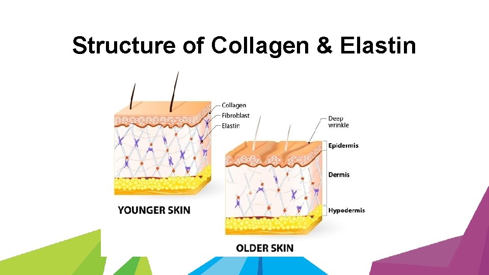 Structure of Collagen & Elastin 